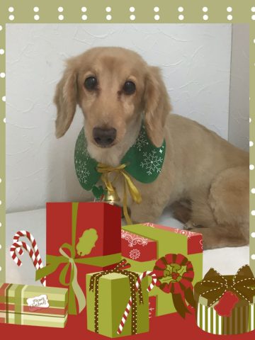 Mダックスフント