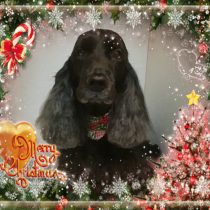 イングリッシュコッカースパニエル