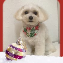 マルチーズ×トイプードルmix