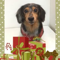 Mダックスフント