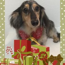 Mダックスフント