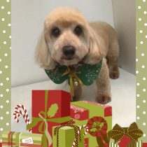 Mダックスフント×トイプードルmix