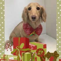 Mダックスフント