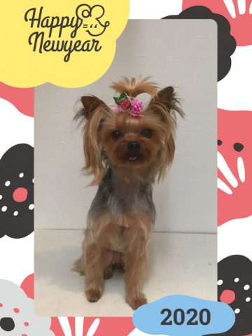 ヨークシャテリア