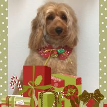 オーストラリアンラブラドゥードル