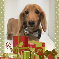 Mダックスフント