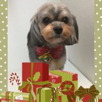 キャバリア×ヨーキーmix