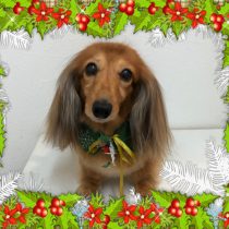 Mダックスフント