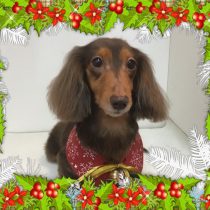 Mダックスフント