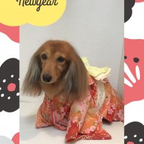 Mダックスフント