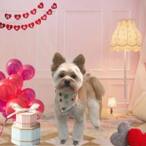 ポメラニアン×トイプードルmix