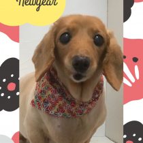 Mダックスフント