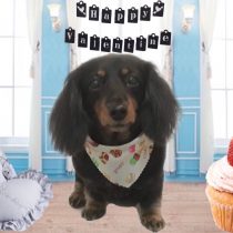 Mダックスフント