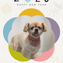 チベタンスパニエル