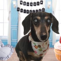 Mダックスフント