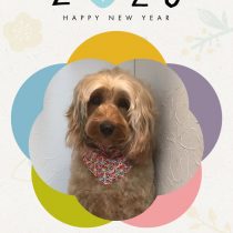 オーストラリアンラブラドゥードル