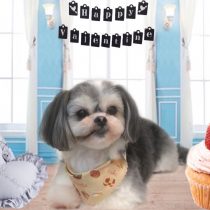 マルチーズ×シーズーmix