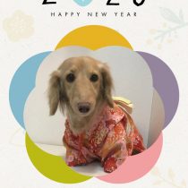 Mダックスフント