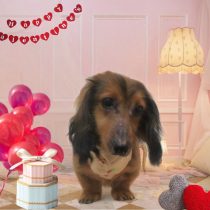 Mダックスフント