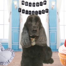 イングリッシュコッカースパニエル