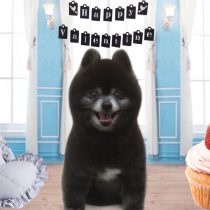 ポメラニアン