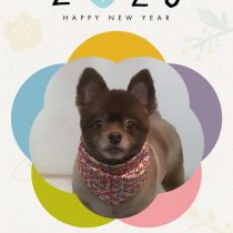 ポメラニアン×チワワmix