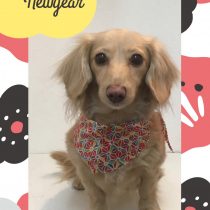 Mダックスフント