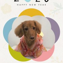 Mダックスフント