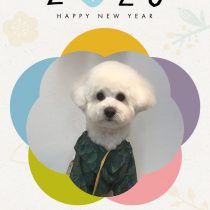 ポメラニアン×トイプードルmix