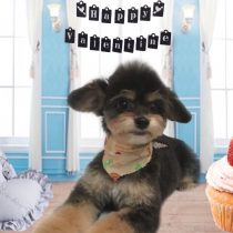 チワワ×トイプードルmix