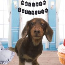 Mダックスフント