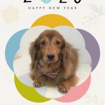 Mダックスフント