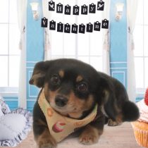 チワワ×MダックスフントMIX