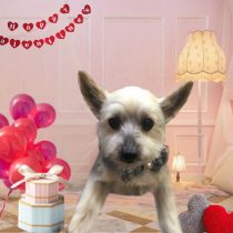 ヨークシャテリア