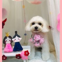 マルチーズ×トイプードルmix