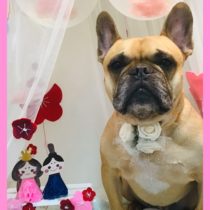 フレンチブルドッグ