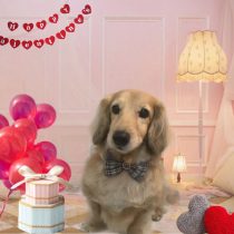 Mダックスフント