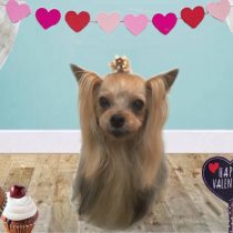 ヨークシャテリア