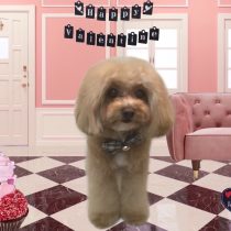 マルチーズ×トイプードルmix