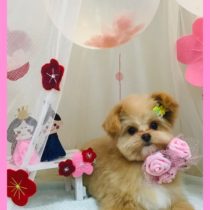 ポメラニアン×トイプードルmix