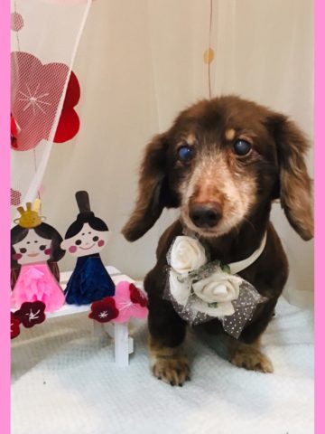 Mダックスフント