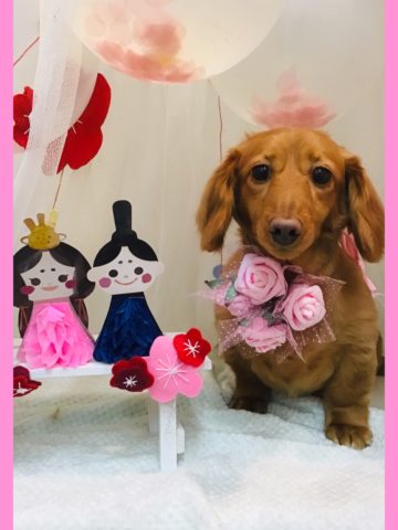 Mダックスフント