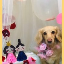 Mダックスフント