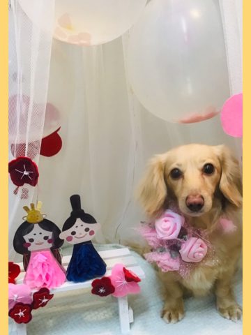 Mダックスフント