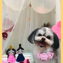 マルチーズ×シーズーmix