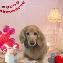 Mダックスフント