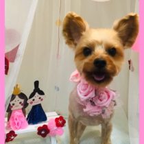 ヨークシャテリア