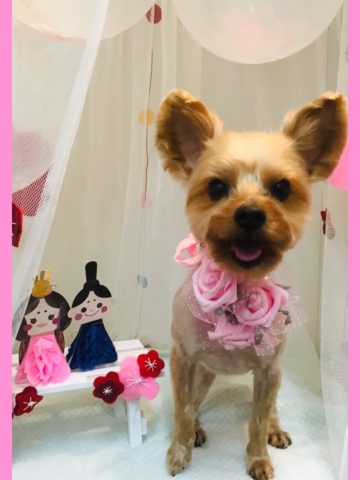 ヨークシャテリア