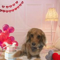 Mダックスフント