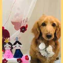 Mダックスフント